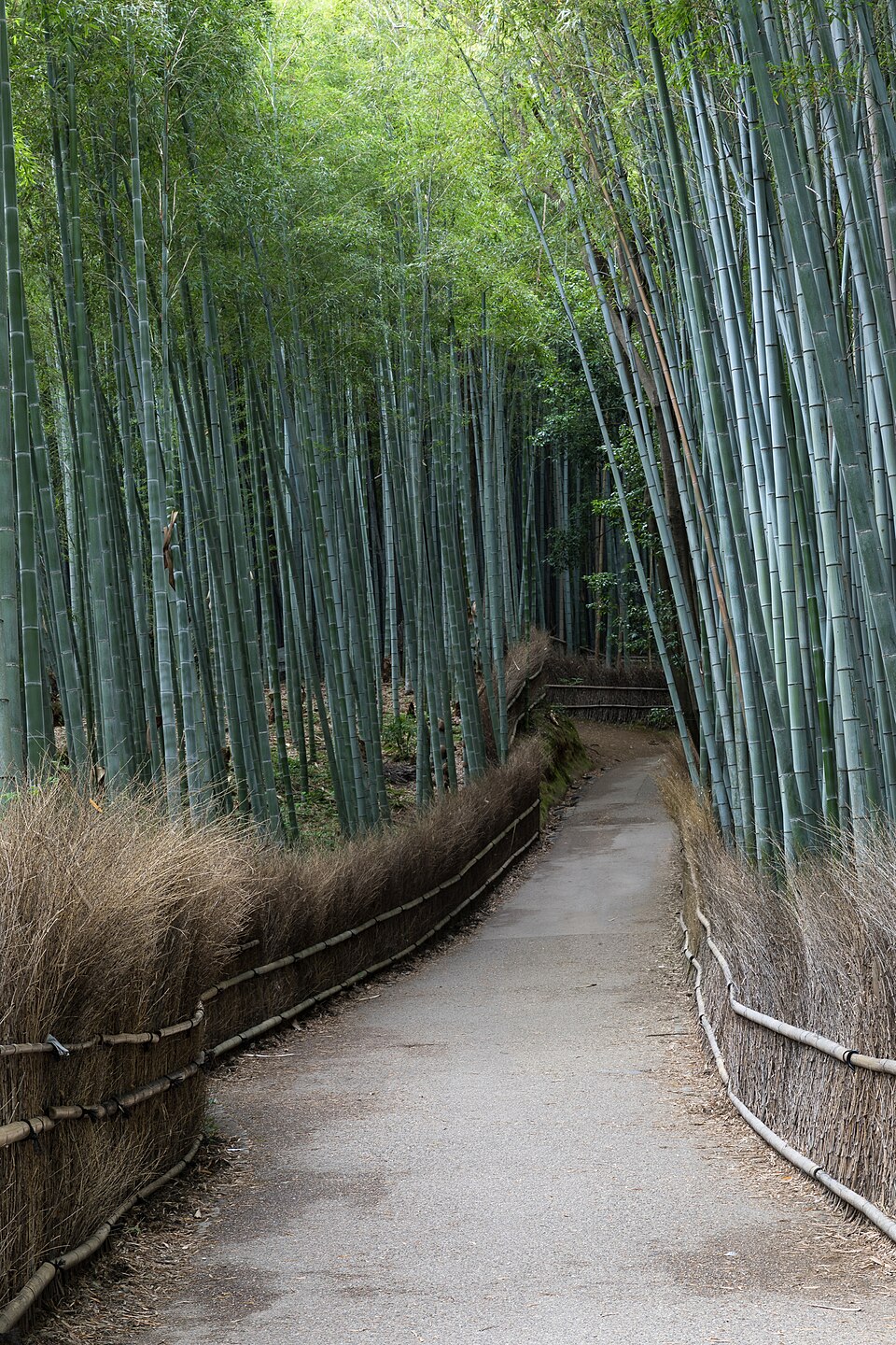 Floresta de Bambu de Arashiyama: A Catedral Verde