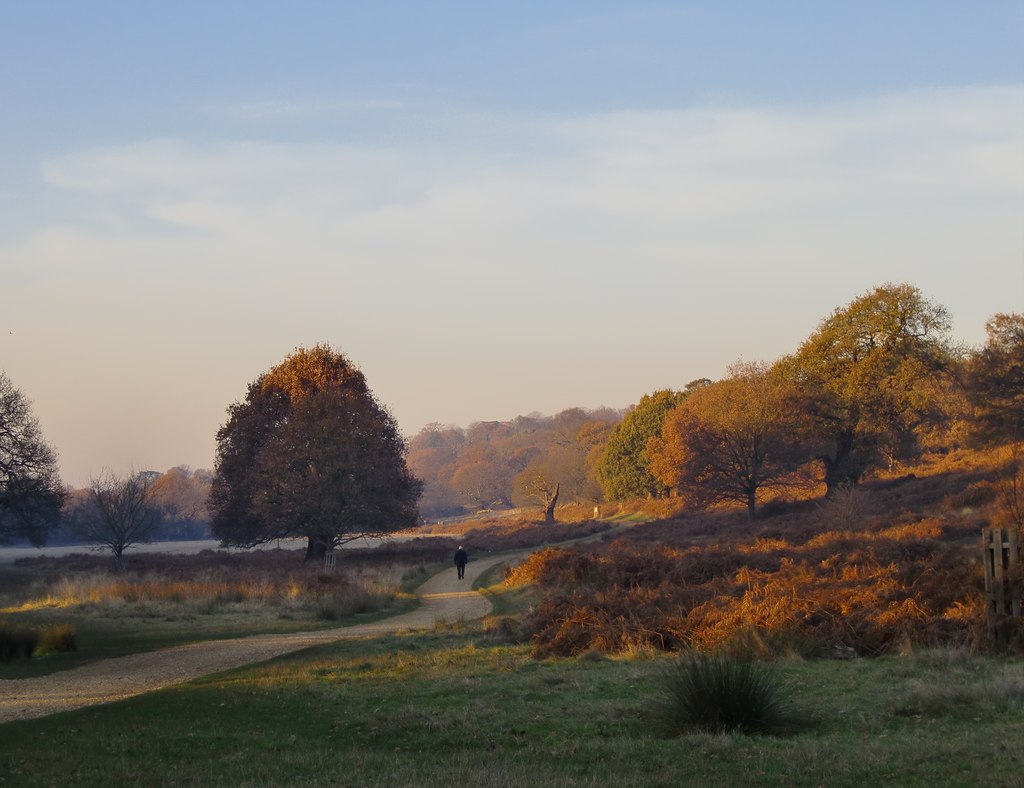Richmond Park: O Refúgio Selvagem dos Reis
